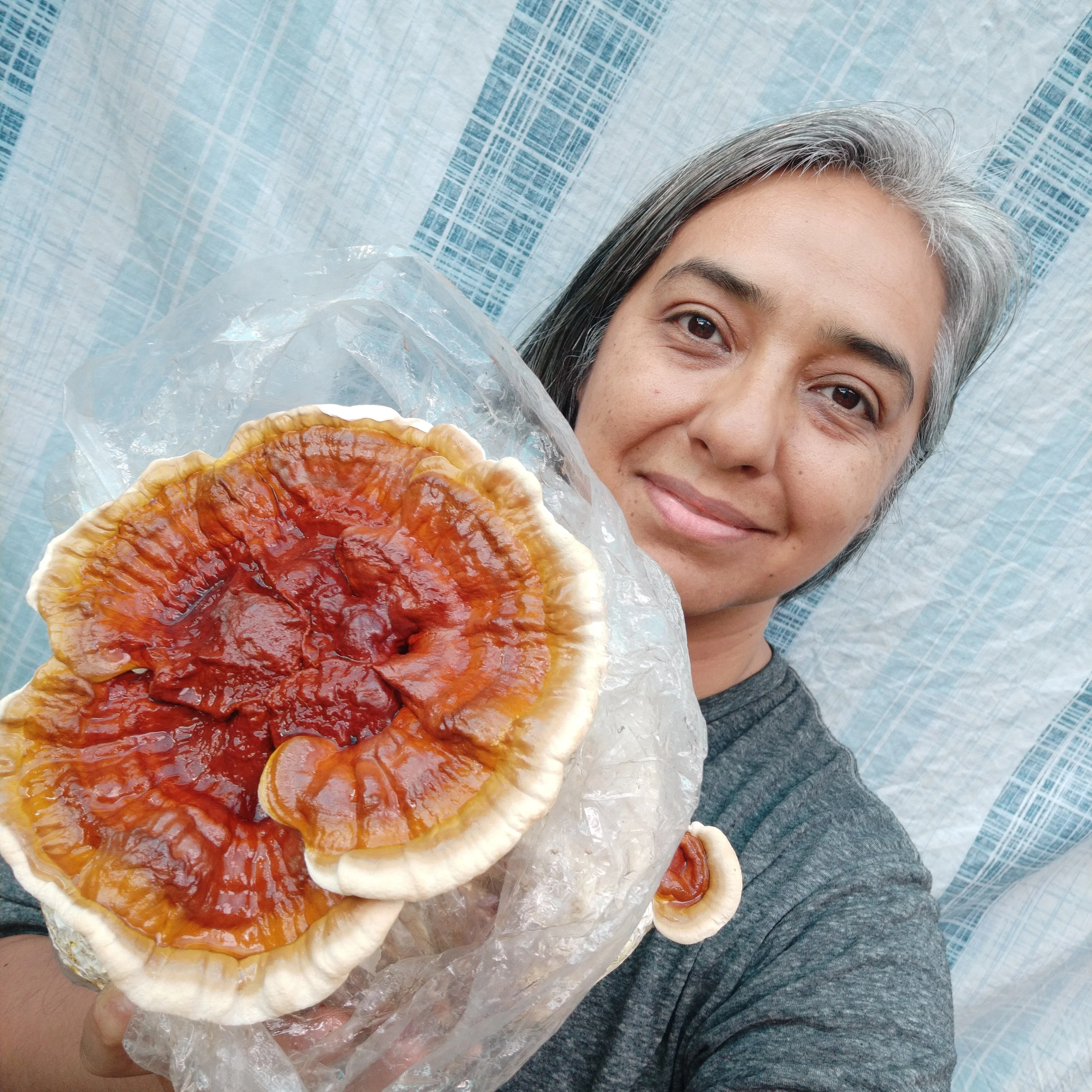 reishi (2).webp